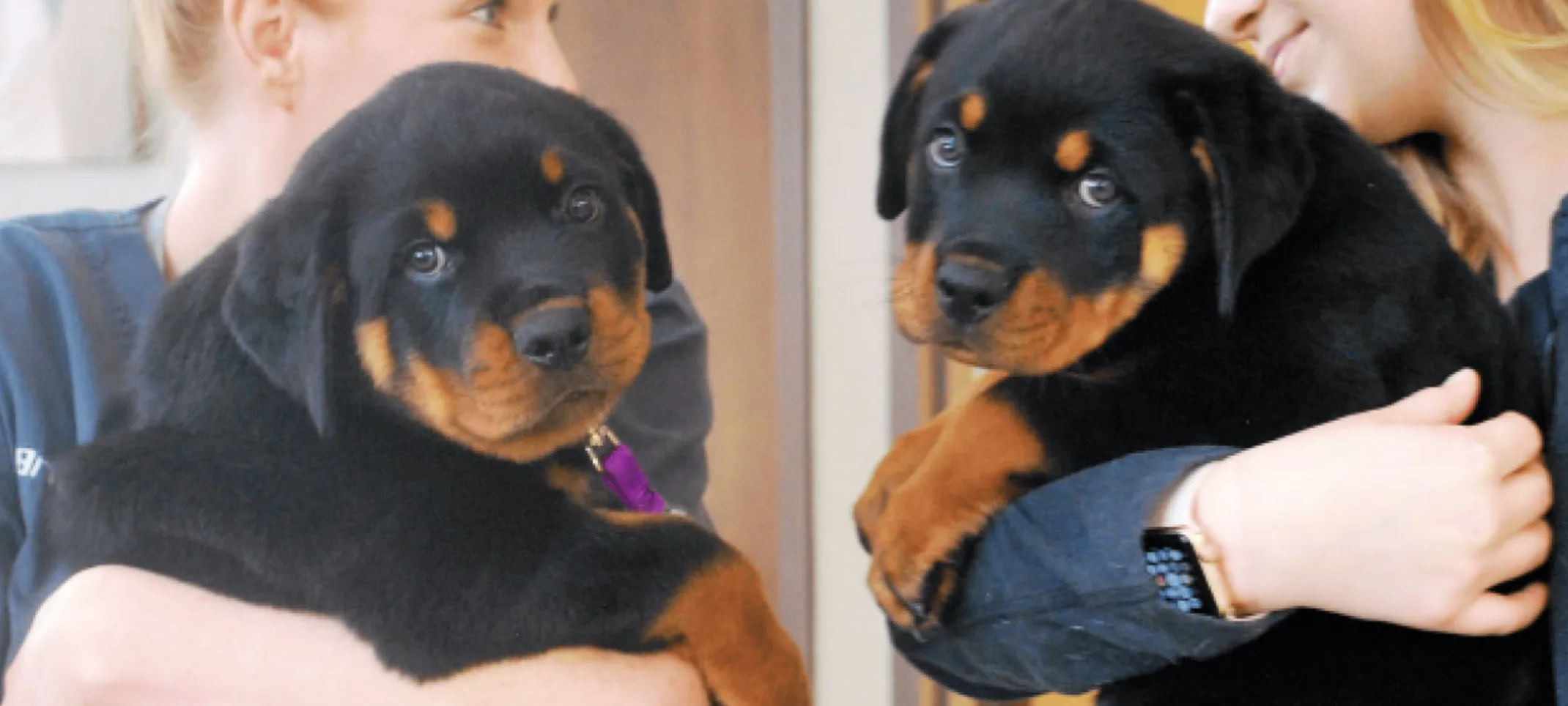 Staff holding dogs at Hinsdale Animal Hospital